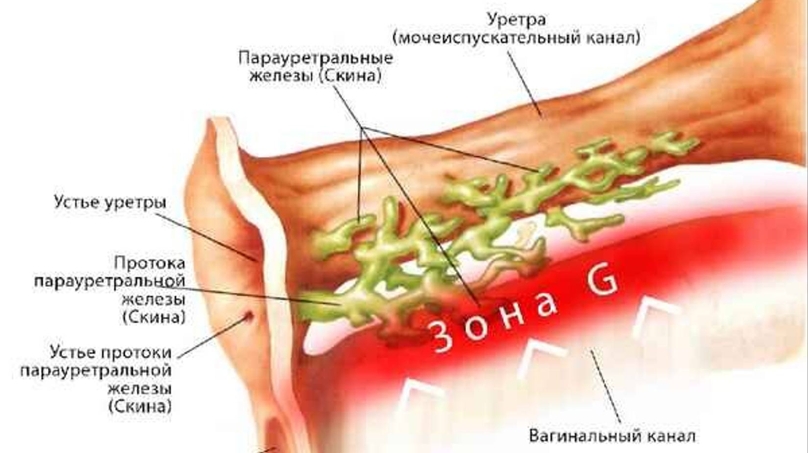 Железы Скина смотреть онлайн