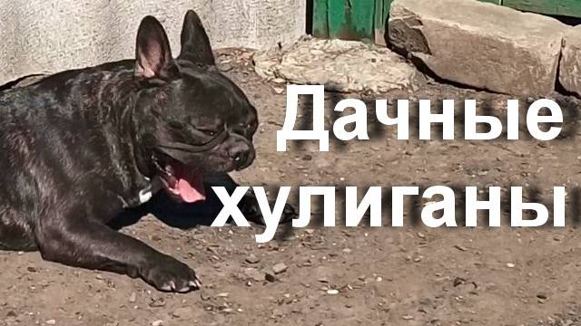 Дачные хулиганы