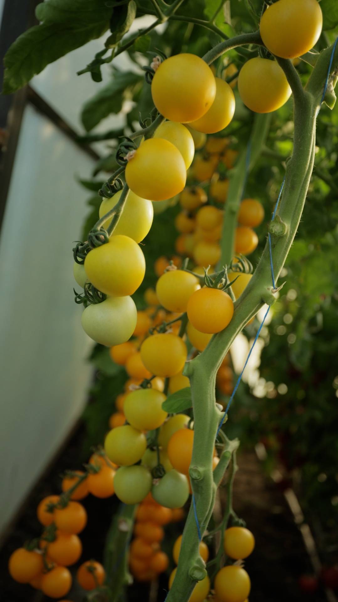 Семена для фермера! Лучший томат черри для консервирования!