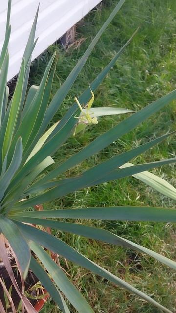 Богомол под кайфом! смотреть онлайн