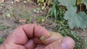 ВАНЬКА.КАЛУГИНА В.М.