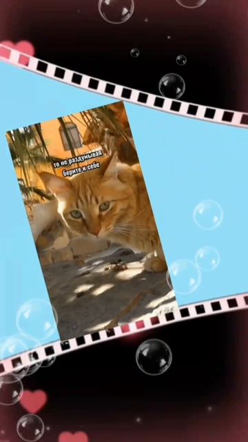 С ДНЁМ РЫЖЕГО КОТА! 🐱 ВЕСЁЛАЯ МУЗЫКАЛЬНАЯ ОТКРЫТКА💌 смотреть онлайн