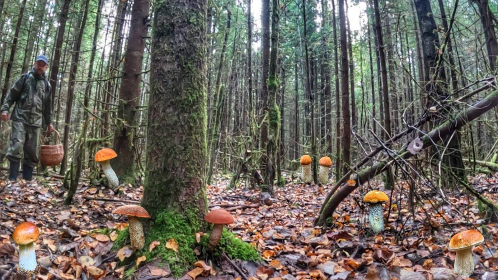 В ЭТОМ ЛЕСУ ВСЕГДА ЕСТЬ ГРИБЫ! ГРИБНИК СОБРАЛ ИДЕАЛЬНЫЕ БЛАГОРОДНЫЕ ГРИБЫ | БЕЛЫЕ И КРАСНЫЕ 2025 смотреть онлайн