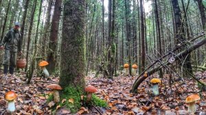 В ЭТОМ ЛЕСУ ВСЕГДА ЕСТЬ ГРИБЫ! ГРИБНИК СОБРАЛ ИДЕАЛЬНЫЕ БЛАГОРОДНЫЕ ГРИБЫ | БЕЛЫЕ И КРАСНЫЕ 2025