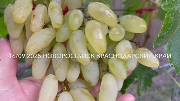 Виноград Голд фингер 16.09.25 год, Новороссийск.