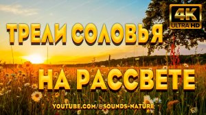 Трели Соловья На Рассвете - Это Вибрации Природы, Которые Благотворно Влияют На Ваше Самочувствие.