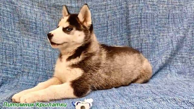 Предлагаем голубоглазую, черно-белую девочку щенка хаски, родилась 21 июля 2025 года