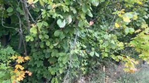 2 ) ЭНКЕЙ. ФИЛЮС Гиззатуллин , г. Агидель