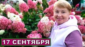 Обзор сада  в середине сентября. Спасибо сентябрю- Не сдаемся, Ленинградская область