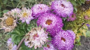 Осенний сад-я вся в делах👋👋👋Что делаю?