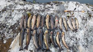 Рыбалка на кумжу