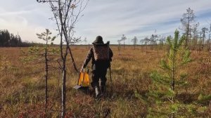 С ЭТИМ ИНСТРУМЕНТОМ КЛЮКВА СОБИРАЕТСЯ В 100 РАЗ БЫСТРЕЕ. КАК СОБИРАТЬ КЛЮКВУ. СБОР КЛЮКВЫ В КАРЕЛИИ
