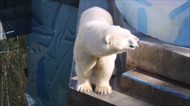 Кай завершил трапезу и стал посматривать на конус 15.09.2025 смотреть онлайн