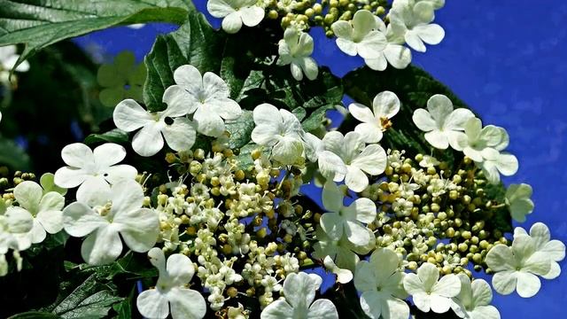 Ой,калина,калина смотреть онлайн