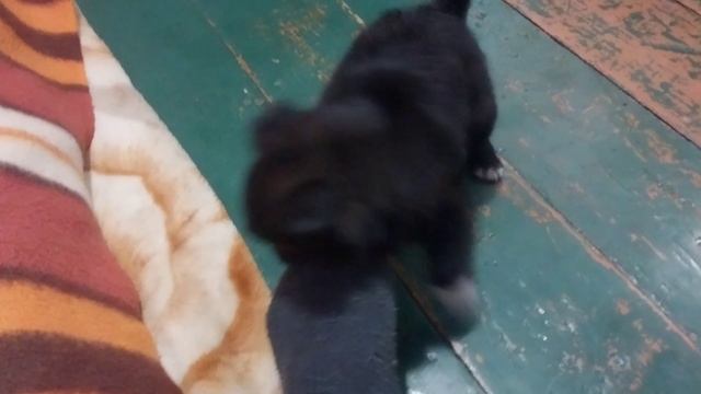 Пышечка делает носки модными! смотреть онлайн