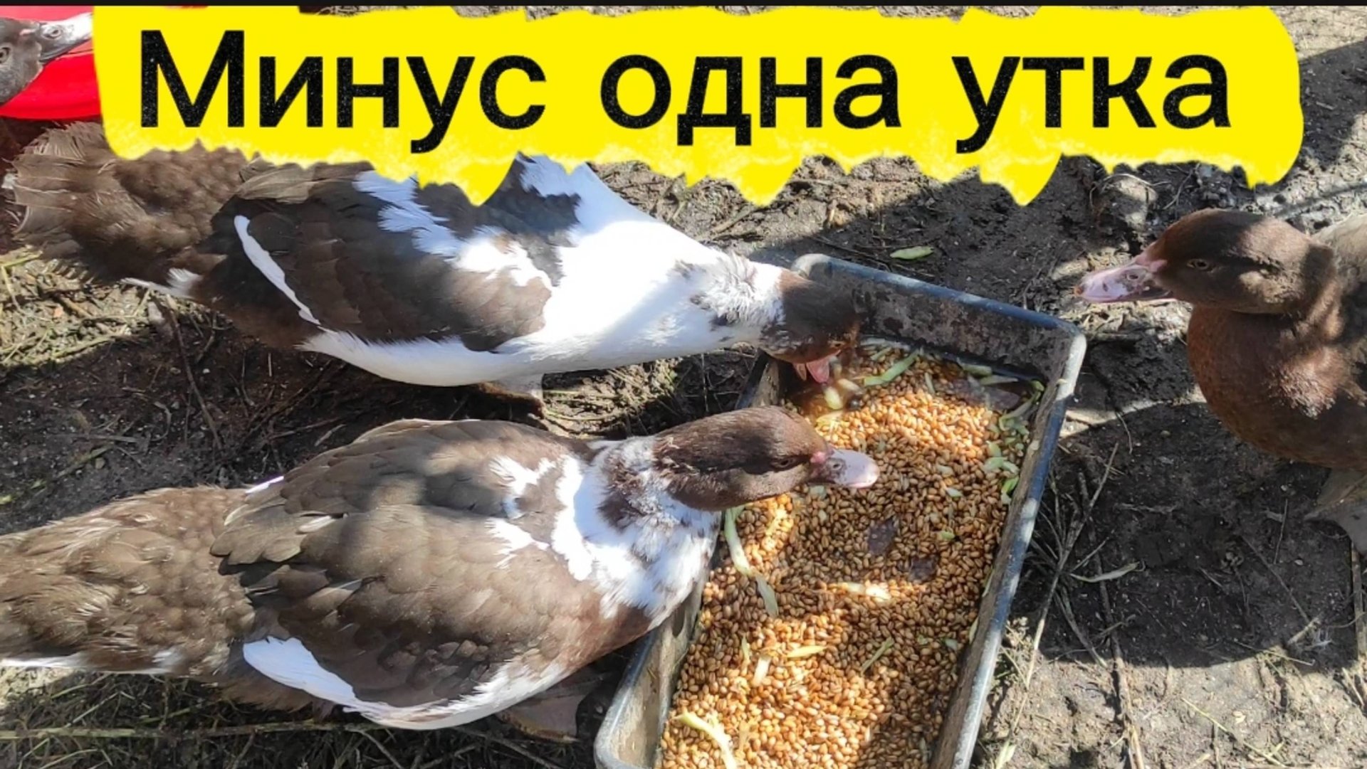 Минус один селезень. Куры смотреть онлайн