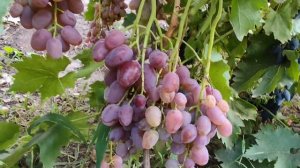 МУСКАТ ДОНА.(ДОНСКОЕ КАЗАЧЕСТВО)