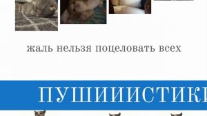mirele скинь котиков