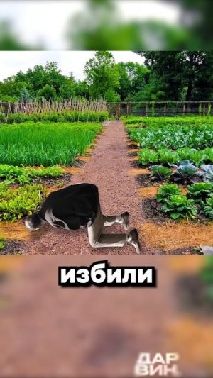 Бутылка 10 Югославия