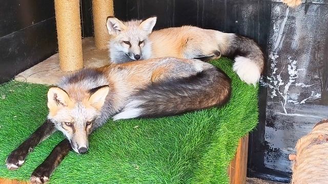 #лисята 🦊 #уралиса #лис #лиса смотреть онлайн