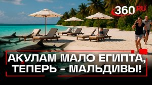 Нашествие акул на Мальдивах - опасно ли отдыхать на популярном курорте