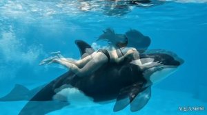 Купальщица и косатка