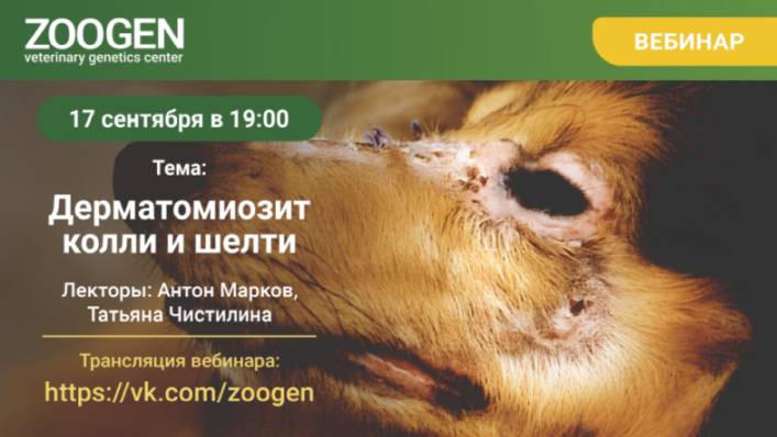 ДЕРМАТОМИОЗИТ КОЛЛИ И ШЕЛТИ. 17.09.2025, 19:00 смотреть онлайн