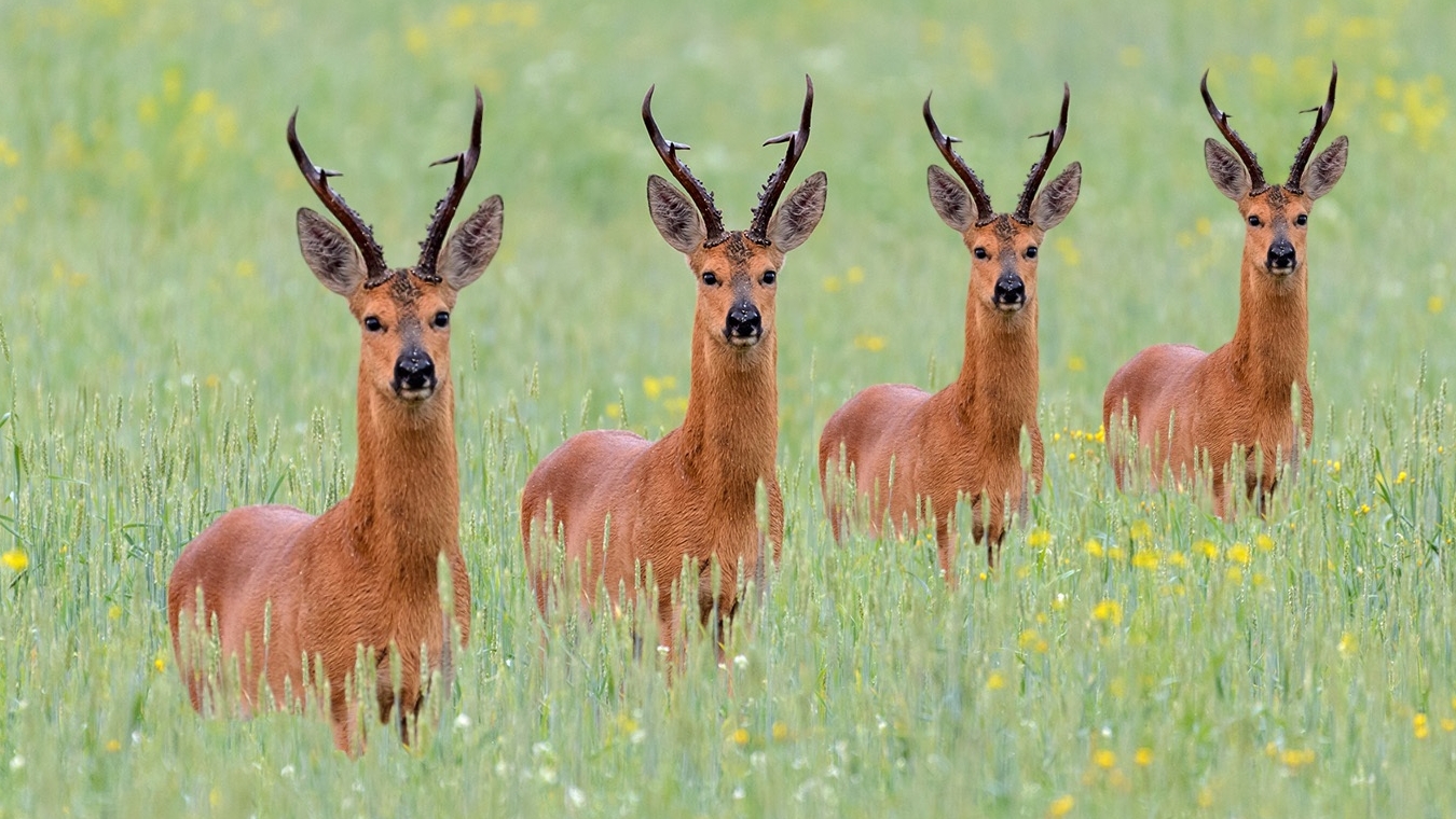 Косули смотреть онлайн