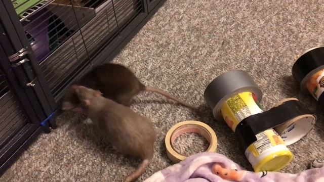 Mocha Vs Bean - Rats Wrestling Compilation!