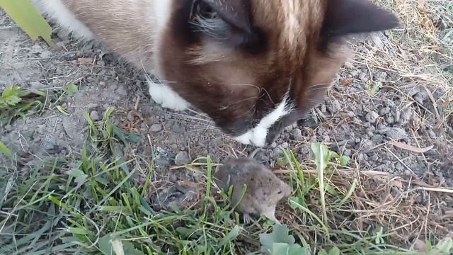 КОТ И МЫШКА смотреть онлайн