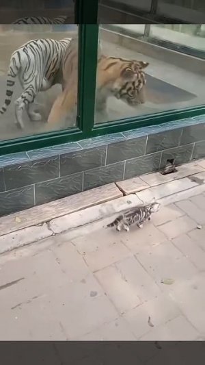 Это что за тигр такой странный?)