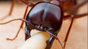 Познавательное видео о муравьях - Муравьи - Интересные факты - Для детей