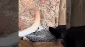 пора вставать #shorts