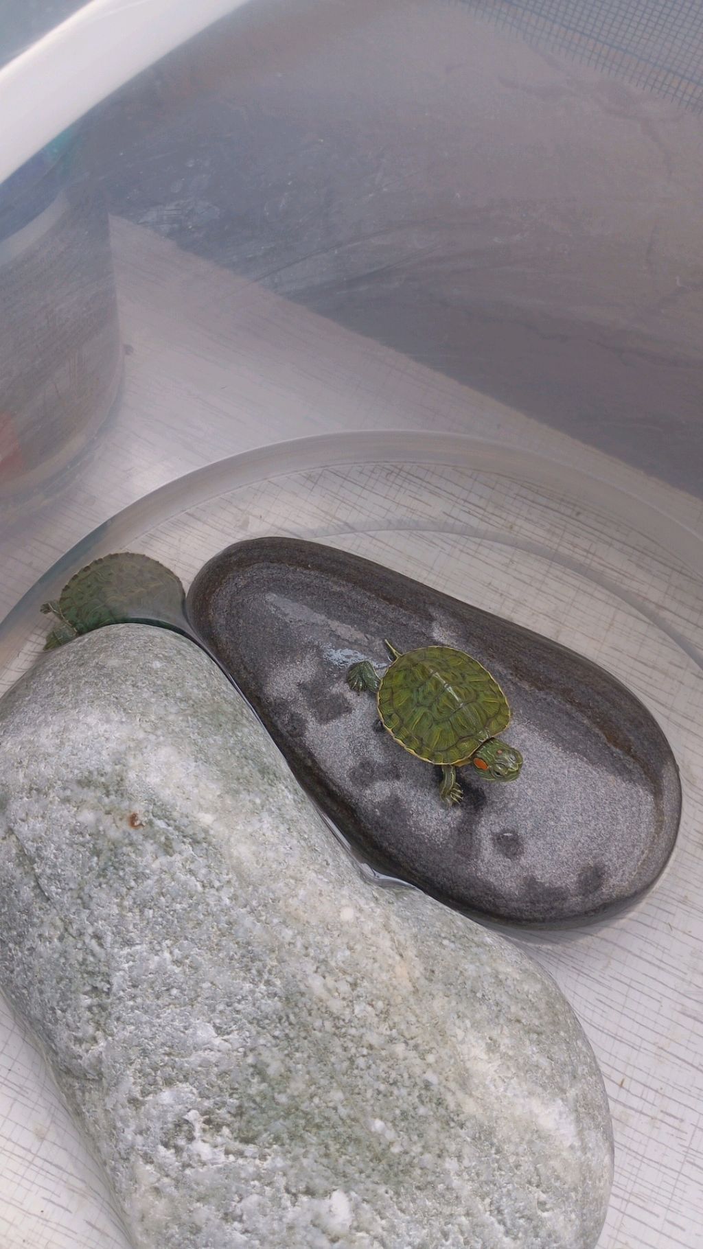 черепашули смотреть онлайн