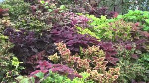 Колеусы. И это не предел!