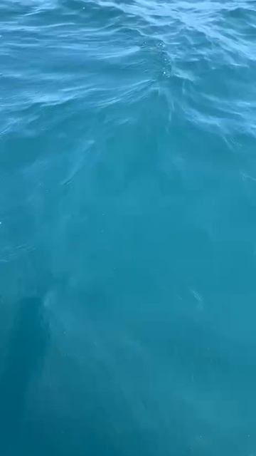 Отпускаем морскую лису. смотреть онлайн