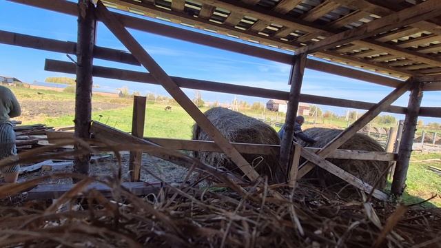 Цены на соленья/ Олег ещё стену забил/ сегодня 5 тушек смотреть онлайн