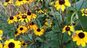 Седагет Керимова Ваз вуч хьанва💐