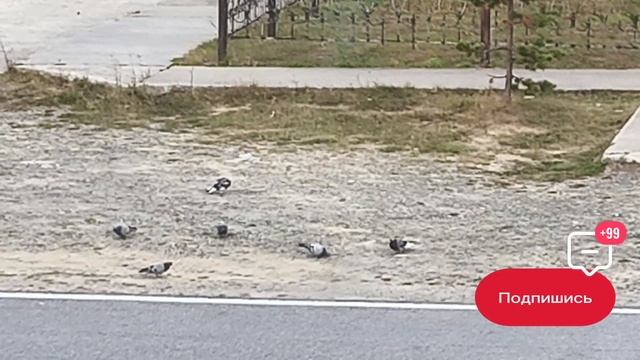 Банда пожаловала !!! 😎 смотреть онлайн