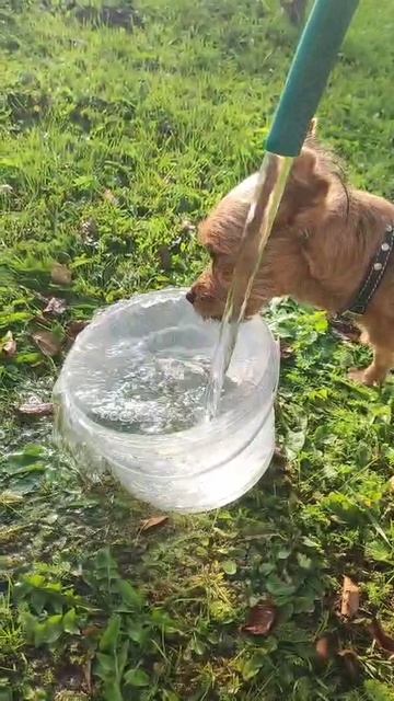 Результат абиссинской скважины