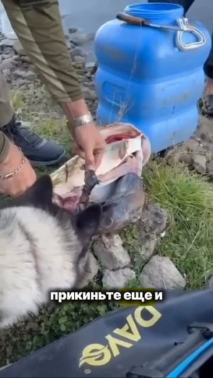 Жадная Щука 🎣