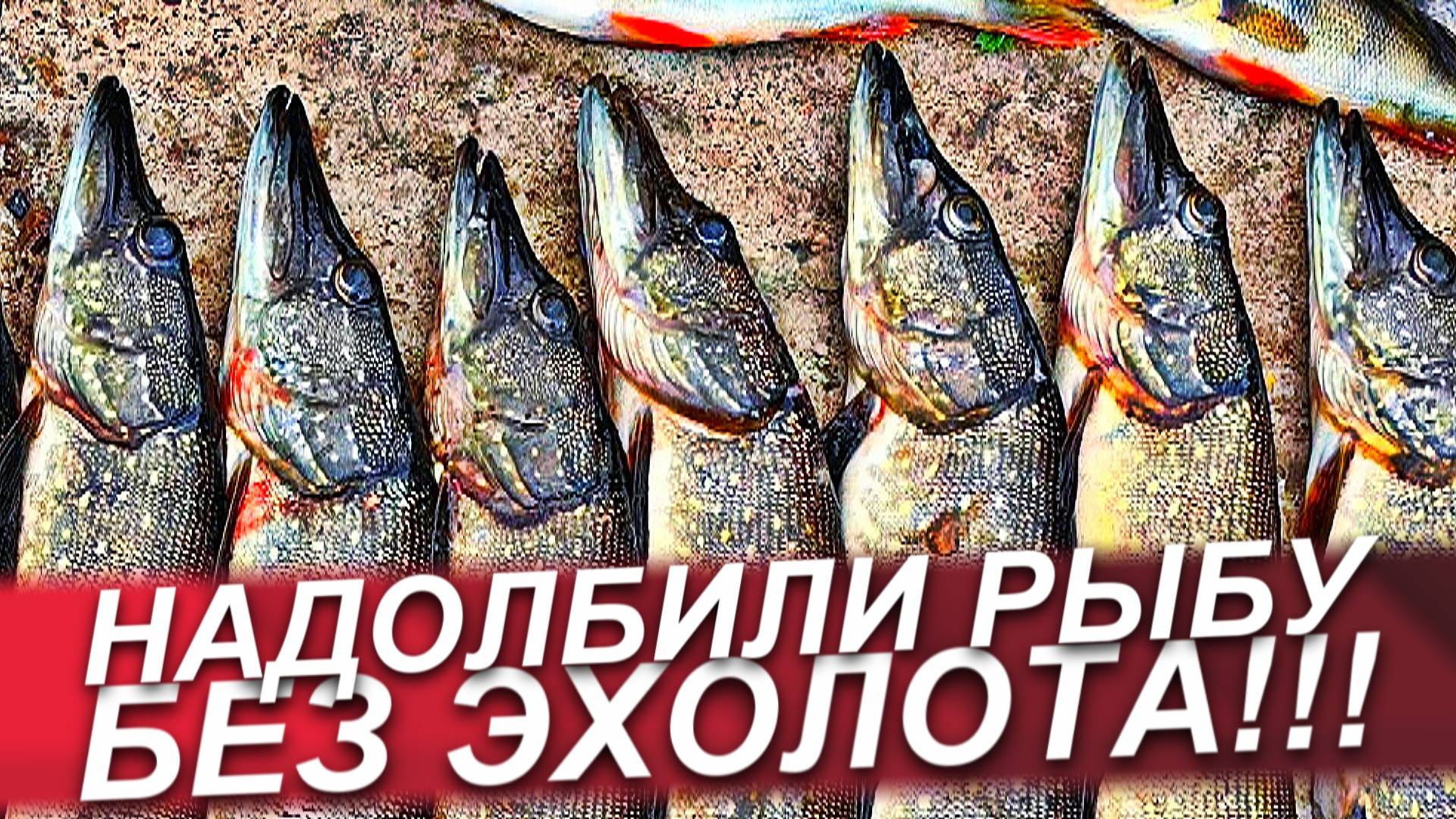 ЩУКА ОСЕНЬЮ НА ВОБЛЕРЫ! ЛОВЛЯ ЩУКИ НА СПИННИНГ В СЕНТЯБРЕ! ЩУКА В СЕНТЯБРЕ/РЫБАЛКА НА СПИННИНГ 2025 смотреть онлайн