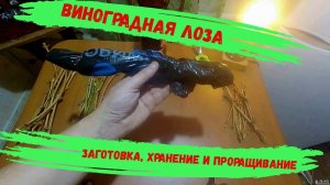 Виноградная Лоза. Заготовка, хранение и проращивание черенков. Часть 1.