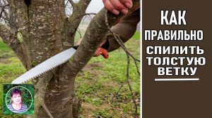 Как правильно спилить толстую ветку с плодового дерева