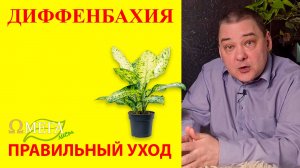Диффенбахия. Уход в домашних условиях с помощью «Омега лист»