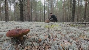 По любимым местам в поисках БОРОВИКОВ! Еле ноги вынесли! Море БЕЛЫХ ГРИБОВ!