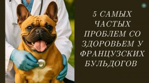 Пять проблем со здоровьем у французских бульдогов
