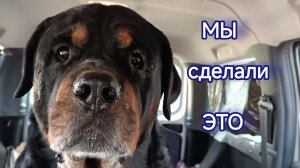 МЫШИ В ПОГРЕБЕ ПИРУЮТ. ТРИ ДНЯ КОРЧЕВАЛИ ПЕНЬ. ЧТО-ТО С КАРТОШКОЙ.