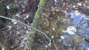 Поиск Золотых самородков металлоискателем по золоту!