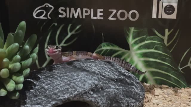 Собираем террариум для моего ЭУБЛЕФАРА 🦎 смотреть онлайн